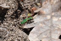 Cicindela campestris