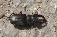 Lucanus cervus