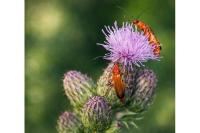 Rhagonycha fulva