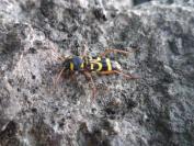 Xylotrechus arvicola