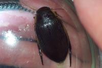 Dytiscus dimidiatus