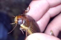 Dytiscus dimidiatus