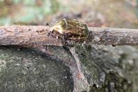 Potosia cuprea