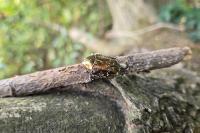 Potosia cuprea