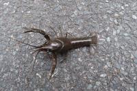 Austropotamobius pallipes