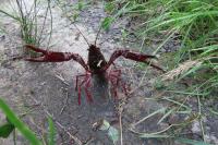 Procambarus clarkii