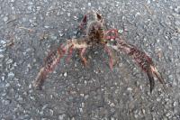 Procambarus clarkii