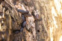 Porcellio monticola