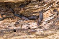 Porcellio monticola
