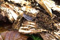 Oniscus asellus