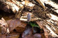 Oniscus asellus