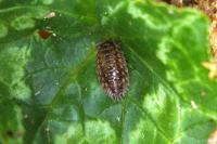 Oniscus asellus