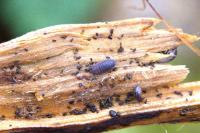 Porcellio scaber