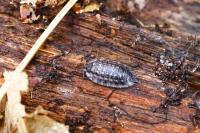 Oniscus asellus