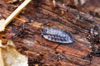 Oniscus asellus