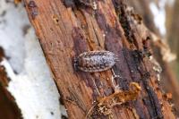Oniscus asellus