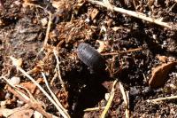 Porcellio scaber