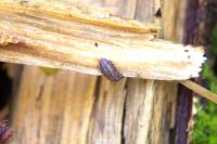 Trachelipus rathkii