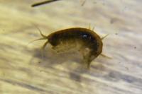 Gammarus pulex