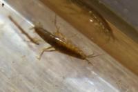 Gammarus pulex