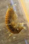 Gammarus pulex
