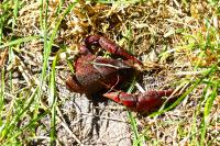Procambarus clarkii