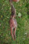 Procambarus clarkii