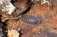Porcellio scaber