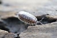 Oniscus asellus