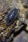 Oniscus asellus