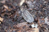 Oniscus asellus
