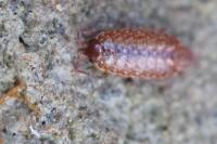 Philoscia muscorum