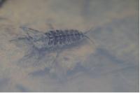 Asellus aquaticus