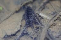 Asellus aquaticus