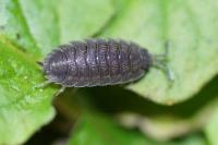 Porcellio scaber