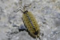 Porcellio spinicornis