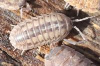 Armadillidium nasatum