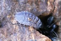 Porcellio scaber