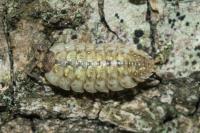Porcellio monticola