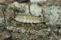 Porcellio monticola