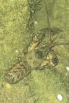 Faxonius limosus