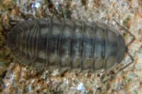 Armadillidium nasatum