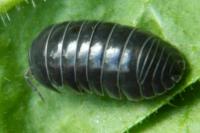 Armadillidium vulgare