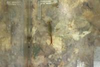 Chirocephalus diaphanus