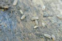 Armadillidium vulgare