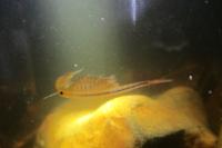 Chirocephalus diaphanus