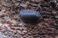 Porcellio monticola