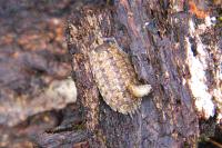 Porcellio monticola