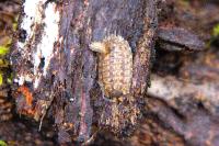Porcellio monticola