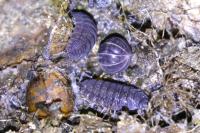 Cylisticus convexus